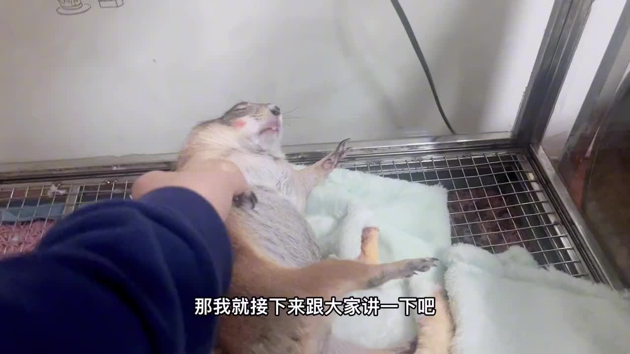 为何养土拨鼠不能打？记仇背后，是爱与理解的提醒