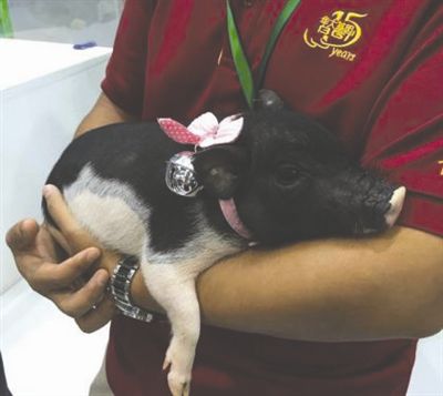 “猪坚强”后代成宠物猪 1万元一只的背后，官方为何“不知情”？