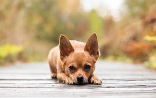夏季饲养宠物狗狗的6条经验心得