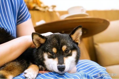 你养宠物吗 喜欢猫还是狗 中国宠物市场的现状