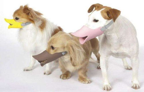 宠物饲养 情感的港湾还是心理的投射？