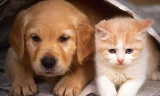 养宠物的注意,这些 人畜共患病 当心别被传染