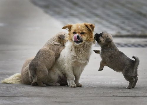 为宠物安乐死 有人纠结,有人丢下小狗后离开