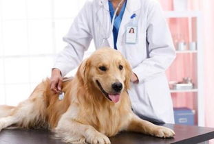 宠物医疗需在规范中前行