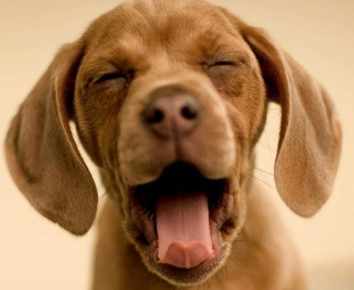 总说你喜欢宠物，但是你真的会养宠物吗？——敲黑板划重点的宠物饲养指南