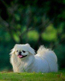 我养的第一只宠物 从初见到相伴的饲养心路