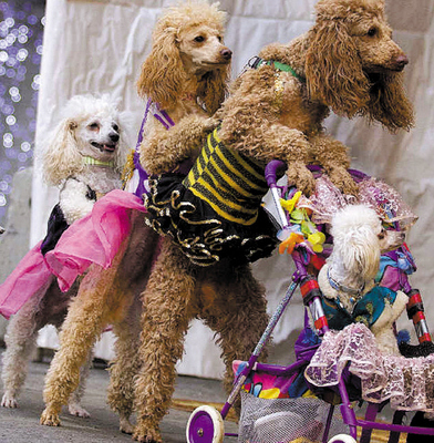 巴西宠物市场跃居世界第二 现象、驱动力与饲养文化探析