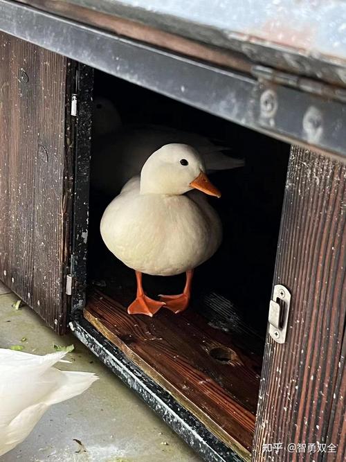 新手养狗指南 如何科学选择适合你的宠物犬